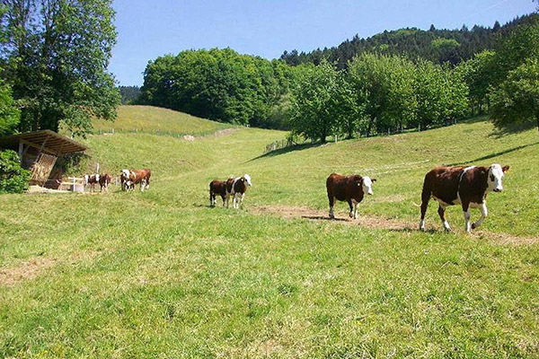 Unsere Rinder auf der Weide