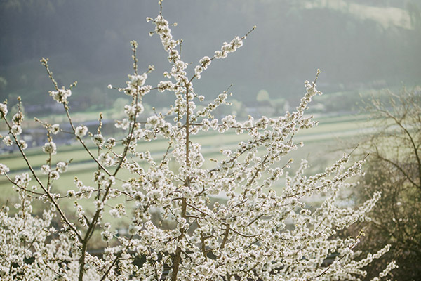 Kirschblüte